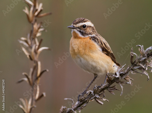 Paapje, Whinchat, Saxicola rubetra © AGAMI