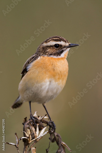 Paapje, Whinchat, Saxicola rubetra