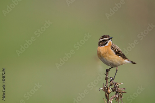 Paapje, Whinchat, Saxicola rubetra