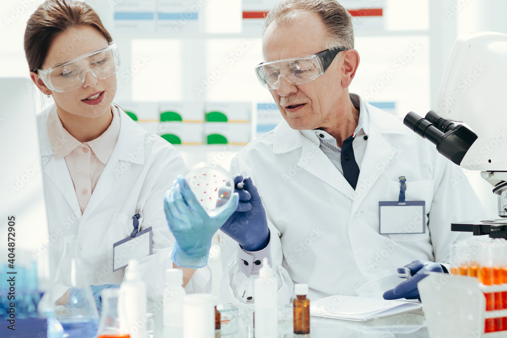 scientists discussing the development of bacteria in a Petri dish. scientists discussing the development of bacteria in a Petri dish.