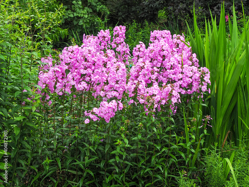 Fototapeta Naklejka Na Ścianę i Meble -  A clump of bright pink Phlox carolina Magnificence flowering amongst green vegetation in a garden