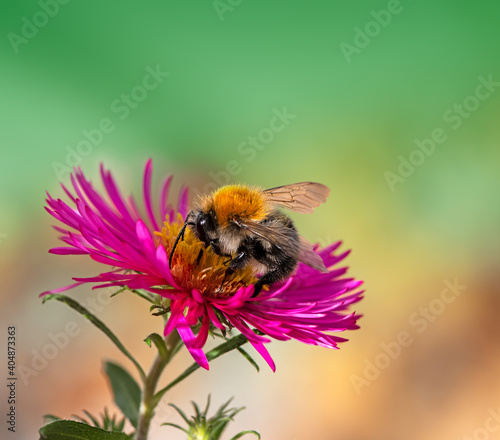 Bee collecting nectar at a pink aster blossom © manfredxy