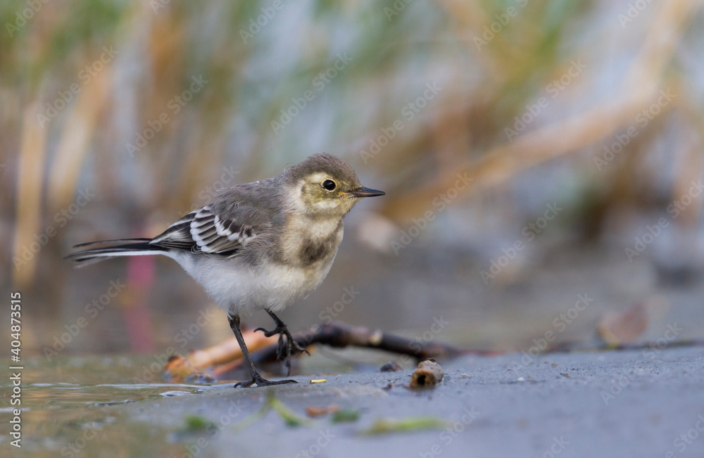 White Wagtail, Witte Kwikstaart, Motacilla alba ssp. alba White Wagtail, Witte Kwikstaart, Motacilla alba ssp. alba