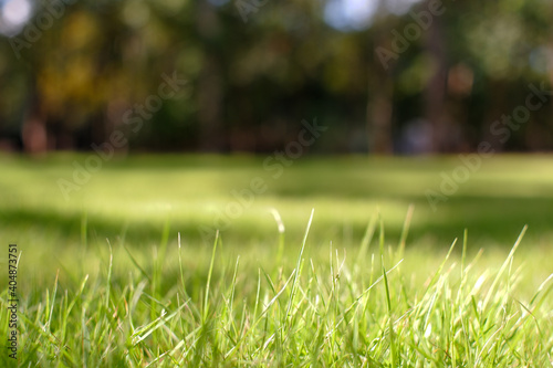 Soft green grass on green lawn blurred for bqckground photo