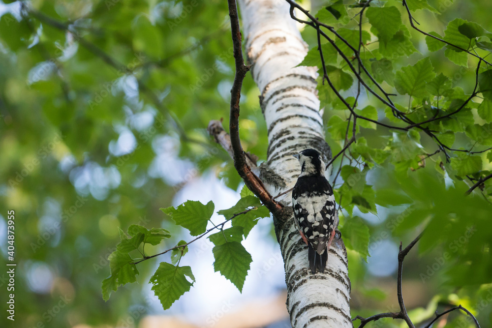 Fototapeta premium Witrugspecht, White-backed Woodpecker, Dendrocopos leucotos