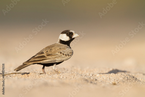 Eastern Black-crowned Sparrow-Lark, Eremopterix nigriceps melanauchen