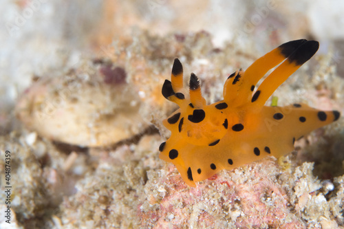 Picachu thecacera sp nudibranch eating hydroid photo