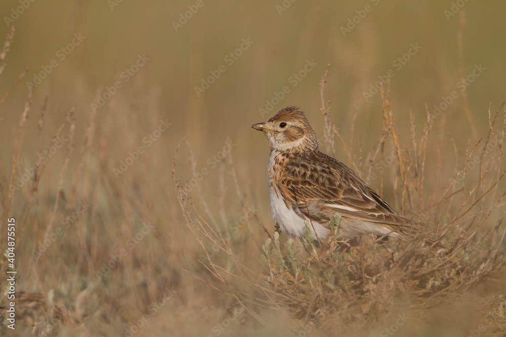 Witvleugelleeuwerik, White-winged Lark, Alauda leucoptera Witvleugelleeuwerik, White-winged Lark, Alauda leucoptera