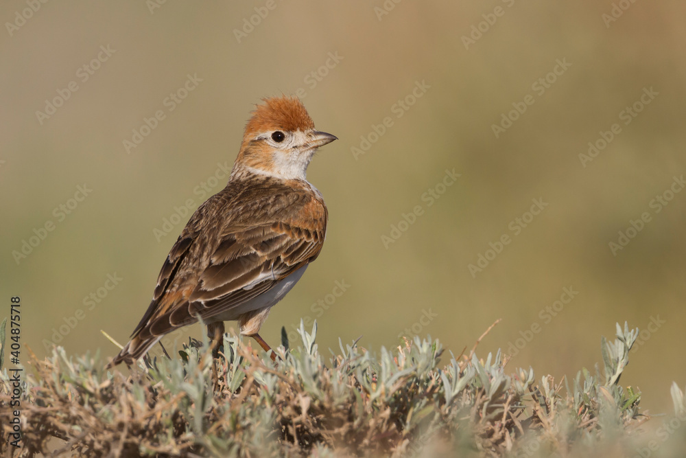 Witvleugelleeuwerik, White-winged Lark, Alauda leucoptera Witvleugelleeuwerik, White-winged Lark, Alauda leucoptera