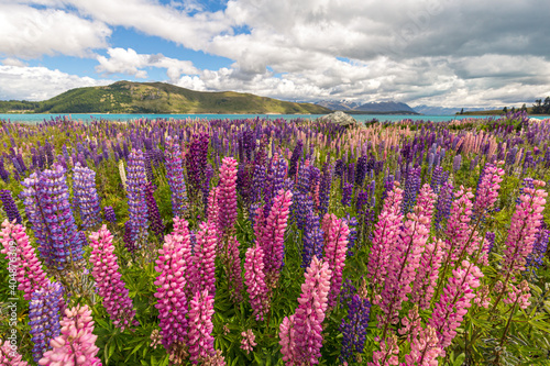 Lupins flowering near Lake Pukaki, Aoraki/Mt Cook, New Zealand