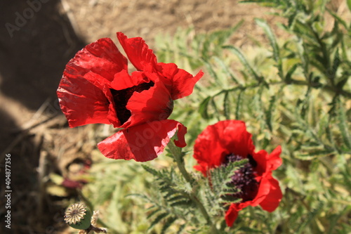 Poppy flower