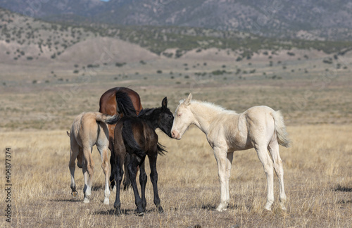 Wild Horse Foals in Spring in the Utah Desert