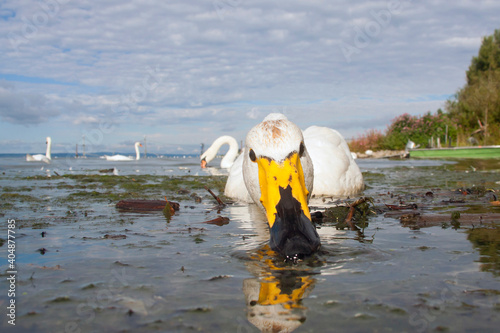 Wilde Zwaan, Whooper Swan, Cygnus cygnus photo