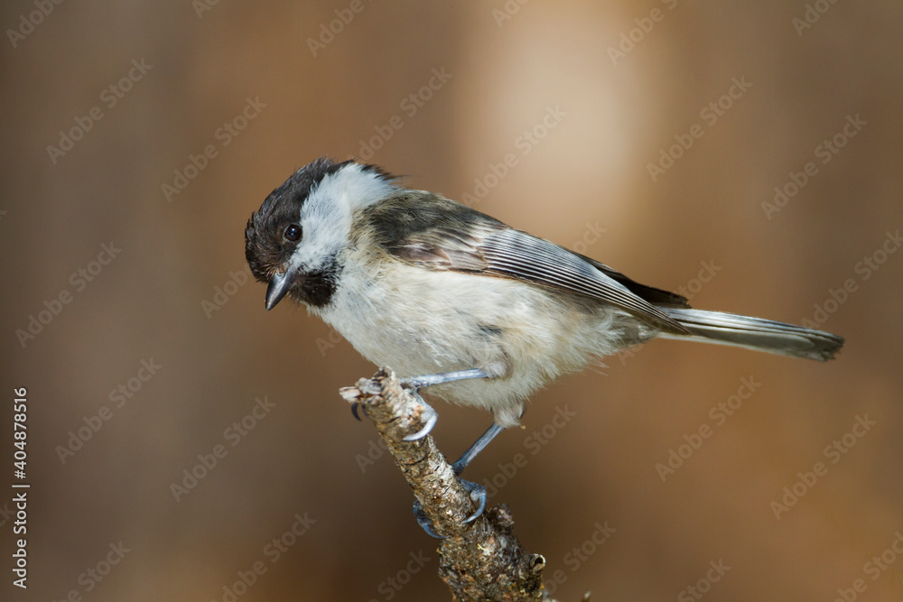 Naklejka premium Matkop, Willow Tit, Poecile montanus montanus