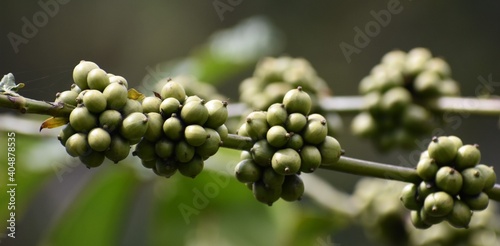 Green Coffee fruit just before ripening photo