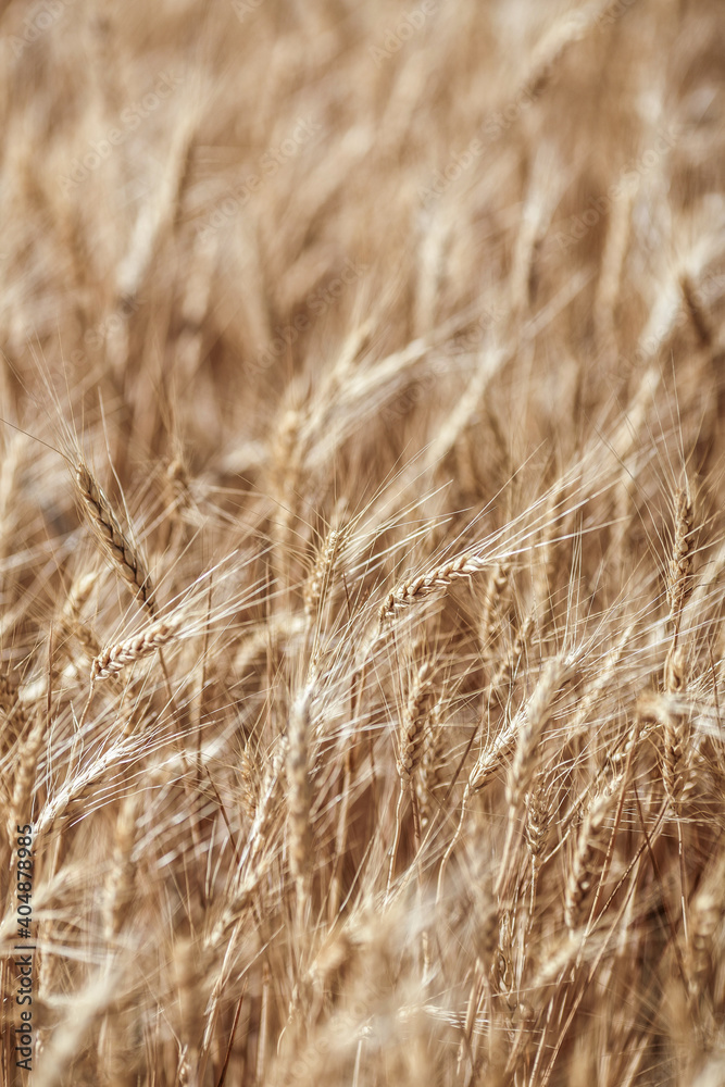 Fields of wheat at sunset. Golden Ears of Ripe Wheat Fields of wheat at sunset. Golden Ears of Ripe Wheat