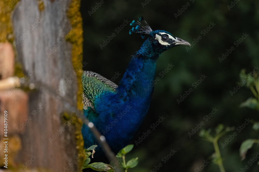 Fototapeta premium Indian Peafowl (Pavo cristatus) in the natural habitat of forest. Portrait or closeup of peacock.