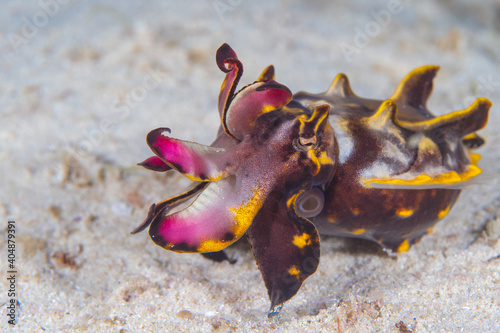 Fototapeta Naklejka Na Ścianę i Meble -  Colorful flamboyant cuttle fish - Metasepia pfefferi