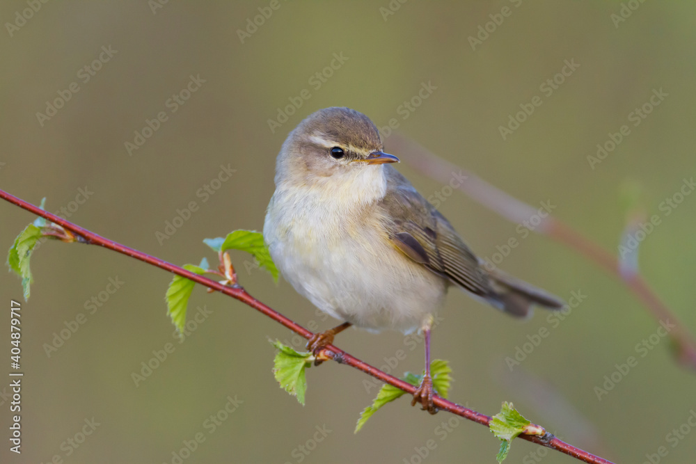 Fototapeta premium Fitis, Willow Warbler, Phylloscopus trochilus trochilus