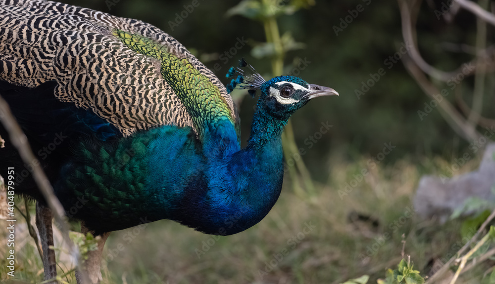 Indian Peafowl (Pavo cristatus) in the natural habitat of forest. Portrait or closeup of peacock. Indian Peafowl (Pavo cristatus) in the natural habitat of forest. Portrait or closeup of peacock.