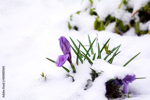 Purple crocus flowers growing in snow during spring. Soft focus. Nature background