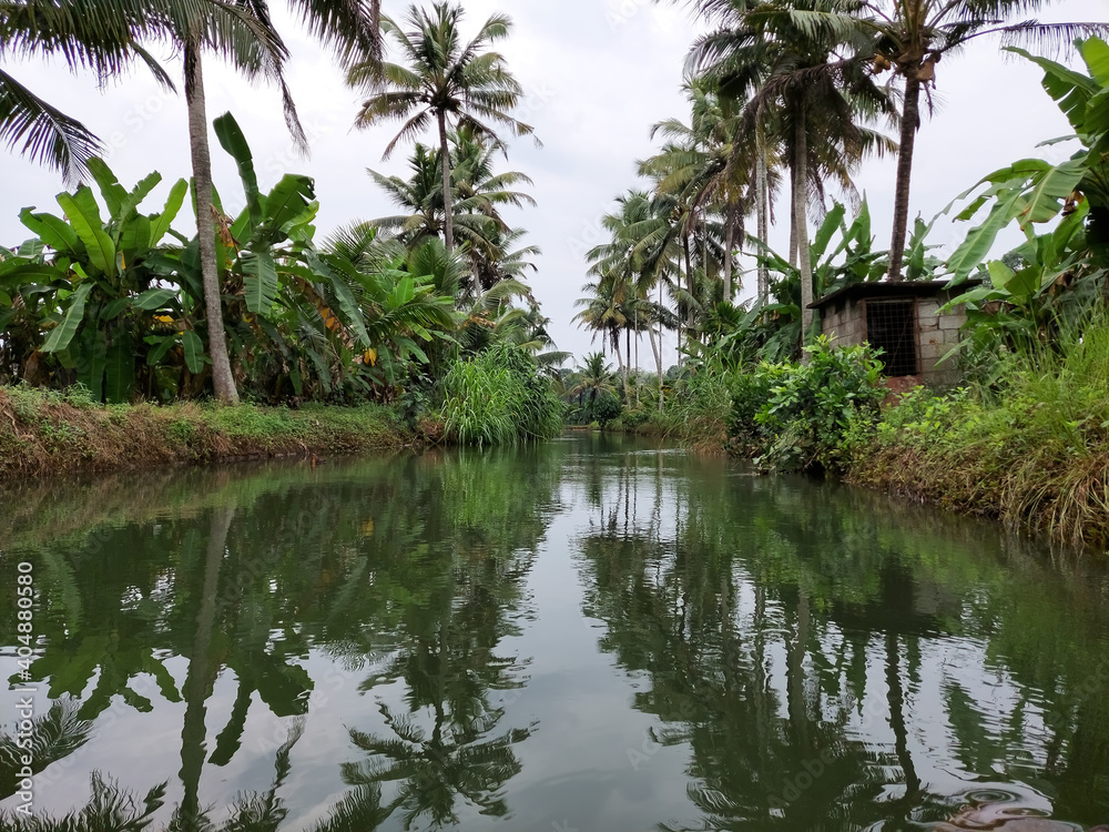 clam river and coconut trees on both side clam river and coconut trees on both side