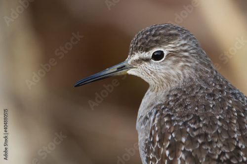 Bosruiter,Wood Sandpiper, Tringa glareola