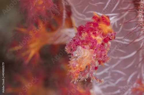 Soft coral candy crab (Hoplophrys oatesi) camouflaging on coral reef © Mike Workman