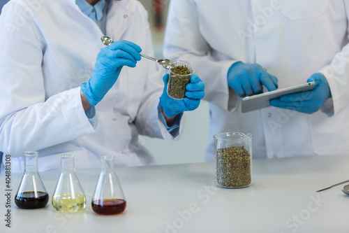 Hands working with marijuana seeds and laboratory spoon