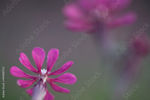Pink flower background. silene colorata, pink pirouette. wild plant background. beautiful wallpaper. beautiful flower card concept. copy space. plant in nature close up. beauty bloom