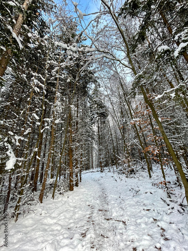 Taunus winter. Wintertime. Snow.