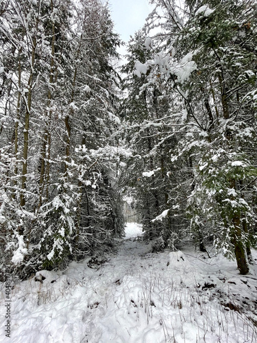 Taunus winter. Wintertime. Snow.