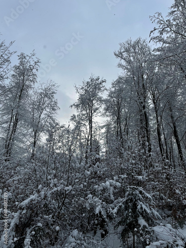 Taunus winter. Wintertime. Snow.