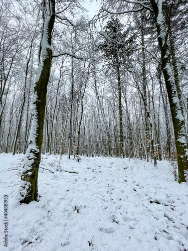 Taunus winter. Wintertime. Snow.