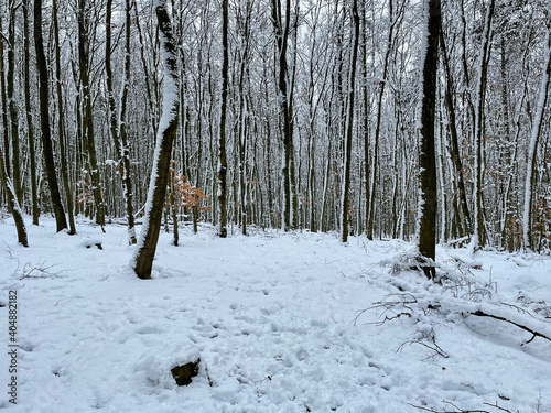 Taunus winter. Wintertime. Snow.