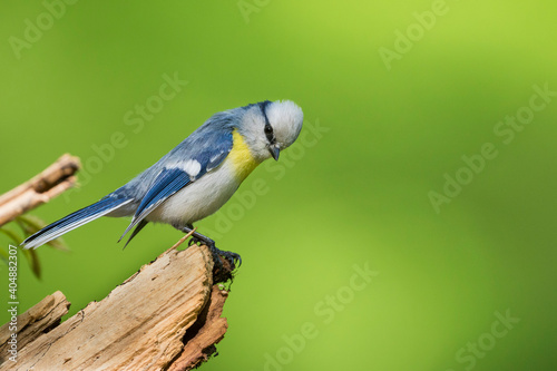 Yellow-breasted Tit - Lasurmeise - Cyanistes cyanus ssp. flavipectus, Kyrgyzstan, adult