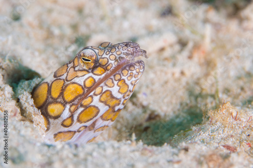 Napoleon snake eel -  Ophichthus bonaparti photo