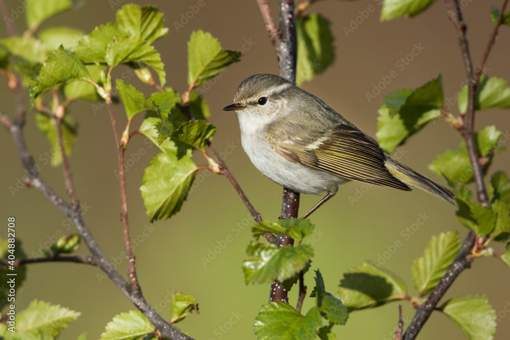 Bladkoning, Yellow-browed Warbler, Phylloscopus inornatus Bladkoning, Yellow-browed Warbler, Phylloscopus inornatus