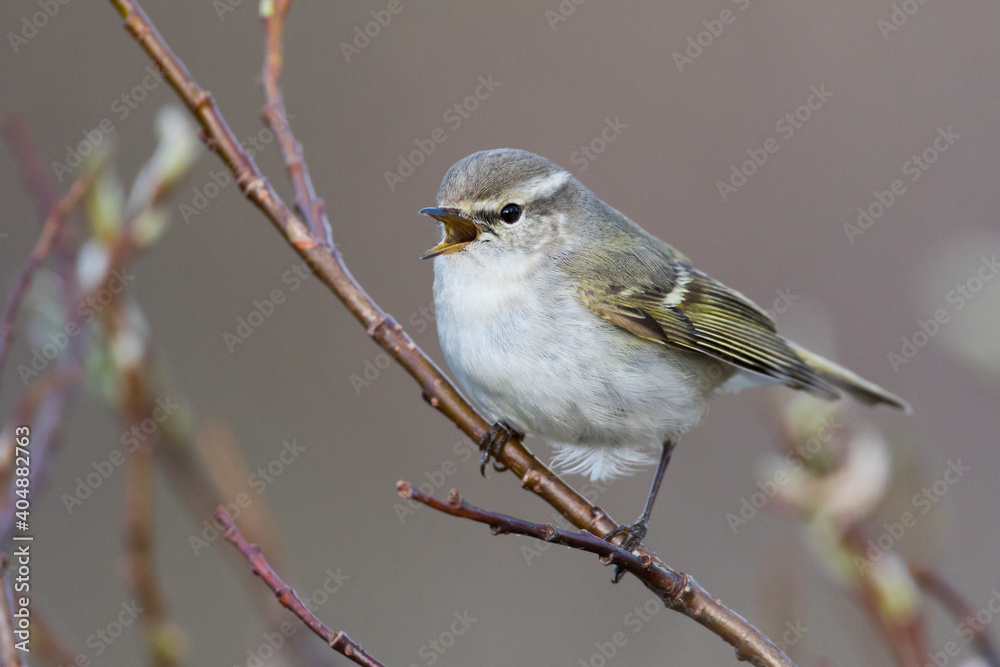 Bladkoning, Yellow-browed Warbler, Phylloscopus inornatus