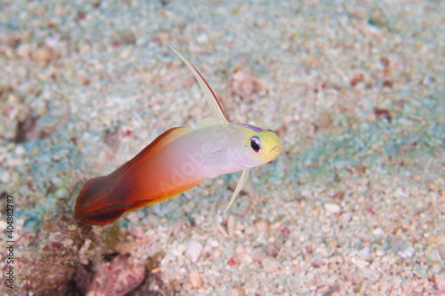 Fototapeta Naklejka Na Ścianę i Meble -  Colorful tropical reef fish