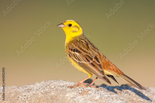 Geelgors, Yellowhammer, Emberiza citrinella photo