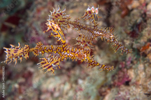  Colorful portait of ornate ghost pipefish - Solenostomus paradoxus © Mike Workman