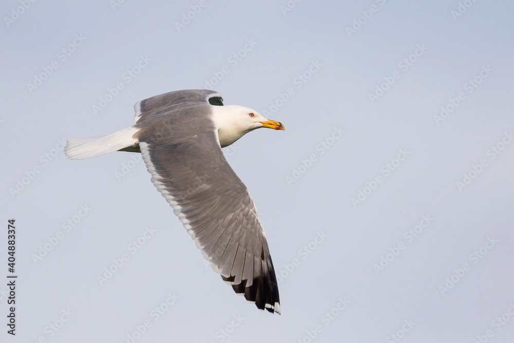 Geelpootmeeuw, Yellow-legged Gull, Larus michahellis Geelpootmeeuw, Yellow-legged Gull, Larus michahellis