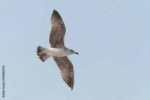 Geelpootmeeuw, Yellow-legged Gull, Larus michahellis