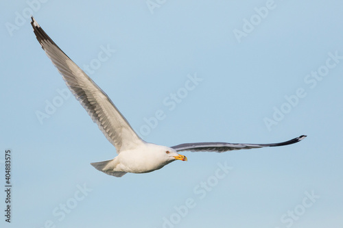 Geelpootmeeuw, Yellow-legged Gull, Larus michahellis © AGAMI