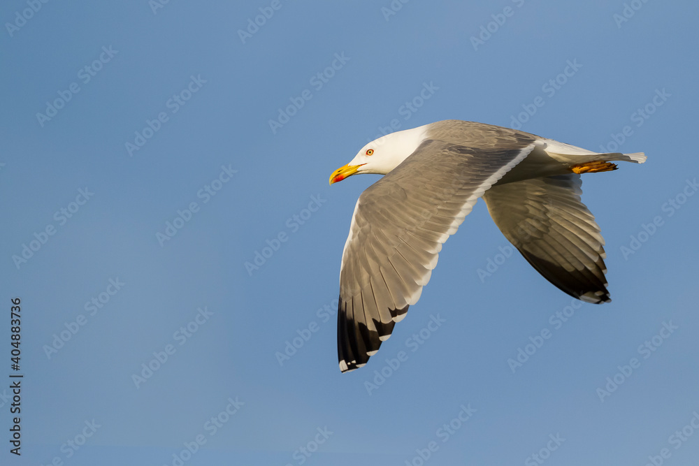 Geelpootmeeuw, Yellow-legged Gull, Larus michahellis michahellis Geelpootmeeuw, Yellow-legged Gull, Larus michahellis michahellis