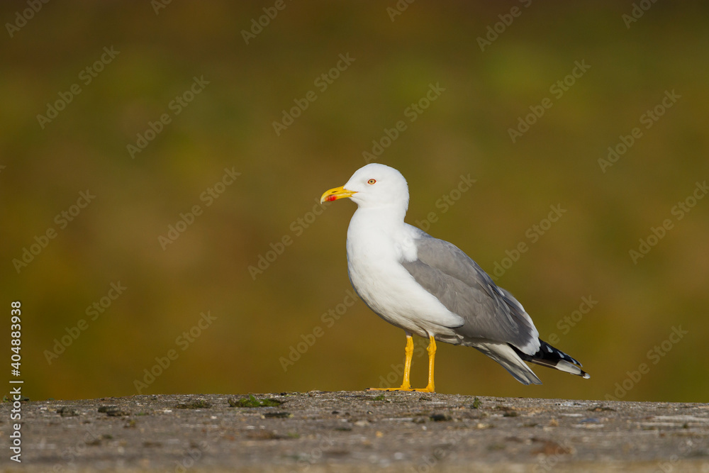 Geelpootmeeuw, Yellow-legged Gull, Larus michahellis michahellis Geelpootmeeuw, Yellow-legged Gull, Larus michahellis michahellis