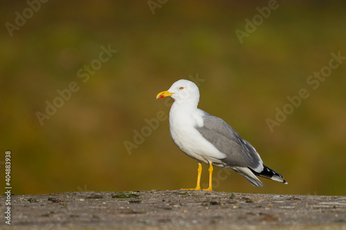 Geelpootmeeuw, Yellow-legged Gull, Larus michahellis michahellis © AGAMI