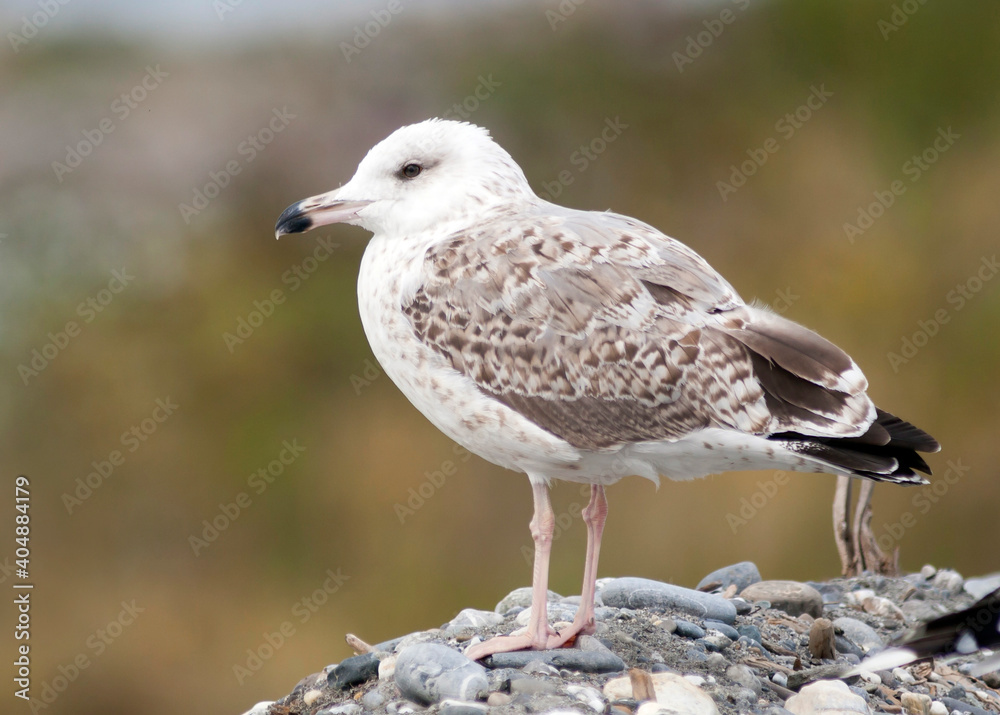 Yellow-legged Gull, Geelpootmeeuw, michahellis ssp. michahellis Yellow-legged Gull, Geelpootmeeuw, michahellis ssp. michahellis