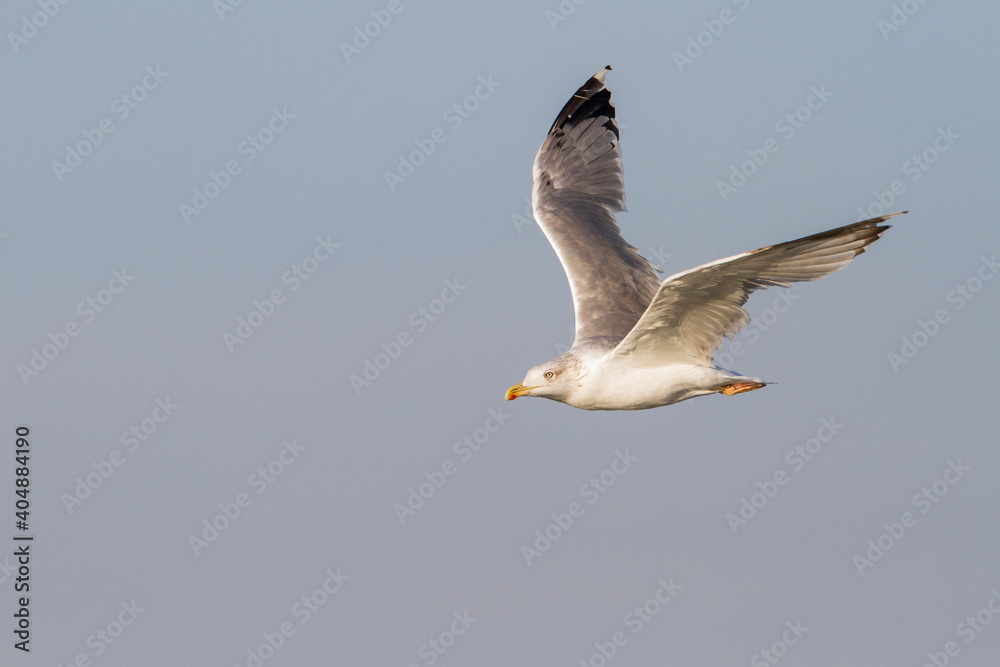 Obraz premium Geelpootmeeuw, Yellow-legged Gull, Larus michahellis michahellis